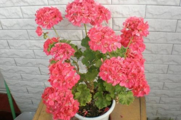 家里就養(yǎng)這“4種”花，空氣干凈沒“病菌”，種上1盆保心安