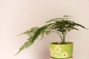 文竹，風(fēng)水家居的佼佼者