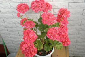 家里就養(yǎng)這“4種”花，空氣干凈沒(méi)“病菌”，種上1盆保心安