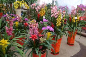 這“4種”年宵花一定要養(yǎng)，擺家里開花耐看，過(guò)年氣氛更濃厚！