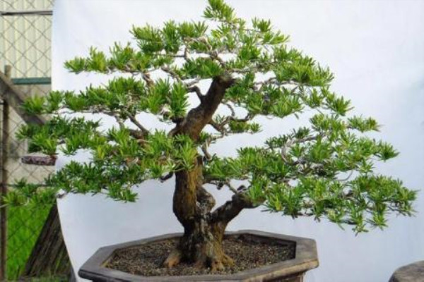 誰說“植物”不值錢？這“4種”盆景，養(yǎng)個兩三年，給多少錢都不賣