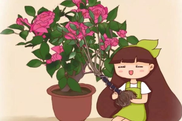 記住這5點，茶花瘋狂冒花苞，開花碗口大！