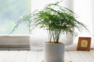“文竹”長(zhǎng)不好？試試這種“糖水”，一月喂一勺，葉子枝繁葉茂！
