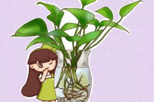 盆里墊個尿不濕，扦插生根100％，半個月不澆水也蹭蹭長！