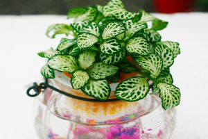 水培網(wǎng)紋草，守護(hù)處女座
