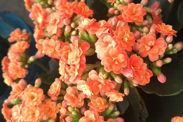 這6種花真耐旱，半個月不澆水，竟然也能狂開花！