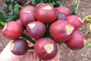 長壽仙客來···1棵能結3000粒種子，撒土里冒一大片苗！
