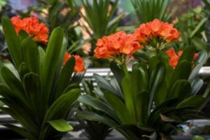 君子蘭用這“2種”水澆，15天來一次，根壯實開花多！