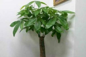 冬天發(fā)財樹養(yǎng)護，掌握好這“3個”技巧，葉常青不發(fā)黃！