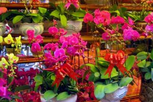 過年逛“花市”，這“3種”花要避開，買回家根本養(yǎng)不活！