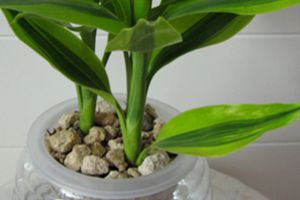 水培瓶里放條魚，黃葉爛根全消失，大冬天也能呼呼長個！