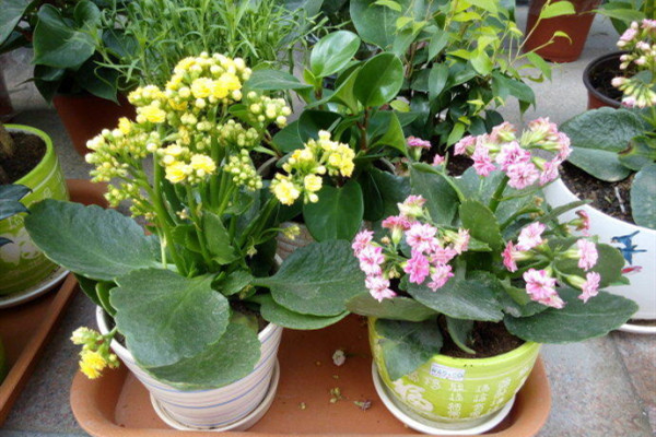 正月給“長(zhǎng)壽花”做個(gè)小動(dòng)作，花苞再長(zhǎng)一倍，枝芽躥不停！