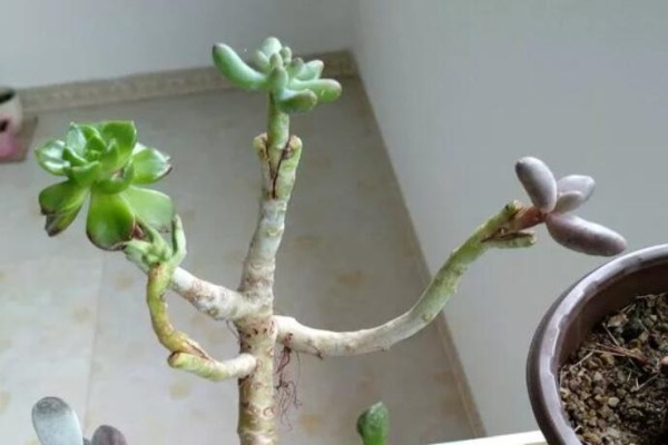 多肉能嫁接！一根桿長(zhǎng)出5個(gè)品種，2分鐘成老樁！