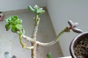 多肉能嫁接！一根桿長出5個品種，2分鐘成老樁！