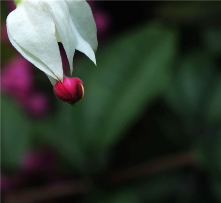 龍吐珠的花語：珍貴純潔、內(nèi)心熱誠