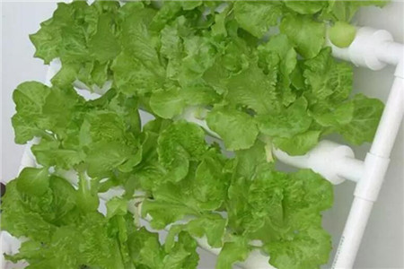 利用立體pvc管來(lái)種菜