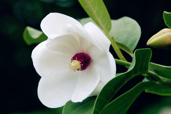 天女花的傳說(shuō)和花語(yǔ)