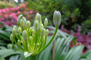 百子蓮的花語(yǔ)是什么