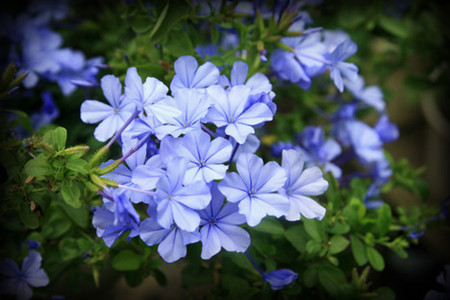 藍(lán)花丹的花語