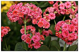 “長(zhǎng)壽花”開(kāi)花茂盛可不難，學(xué)會(huì)3個(gè)“不要”，深冬也能花滿枝！