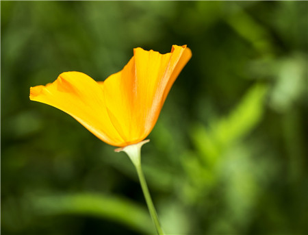 花菱草的主要價值