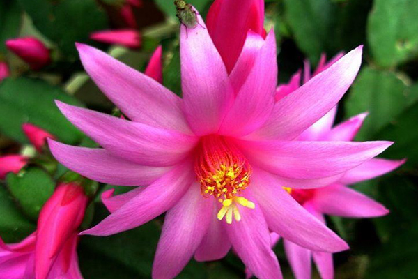 冬天只養(yǎng)這2種“花”，尤其是第2種，零下8℃也能活