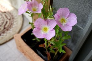 月見(jiàn)草的價(jià)值