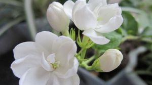 茉莉花花語(yǔ)