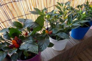 這“2樣”水果核種盆里，15天發(fā)嫩芽，一個(gè)月就長成綠盆栽！