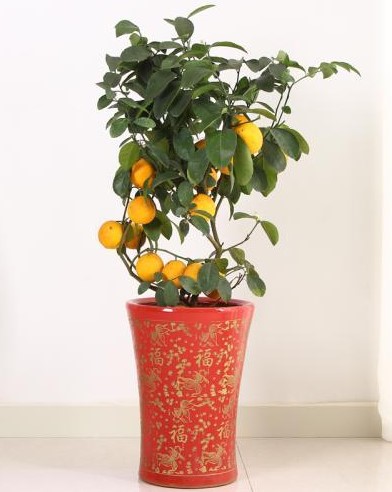 檸檬樹(shù)
