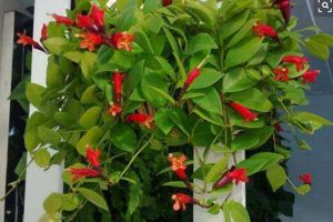 吊蘭還分這“3種”，葉子茂盛花開得旺，趕緊養(yǎng)一盆！