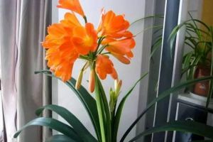 把這2種東西摻一起，拿來(lái)養(yǎng)君子蘭，冬天花苞冒！