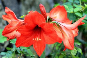 冬天養(yǎng)“朱頂紅”，用這“3種”方法繁殖，紅花開滿屋！