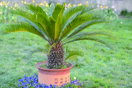 鐵樹(shù)
