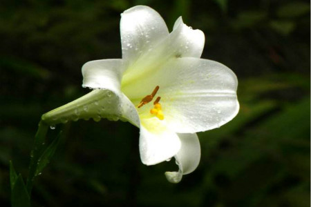 百合