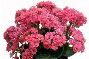 “長(zhǎng)壽花”冬天開花少？教你這“4招”，花骨朵躥得攔不住