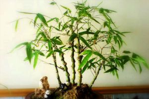 這“4種”幸運樹，養(yǎng)一盆在客廳，生活好運當(dāng)頭，元氣滿滿！