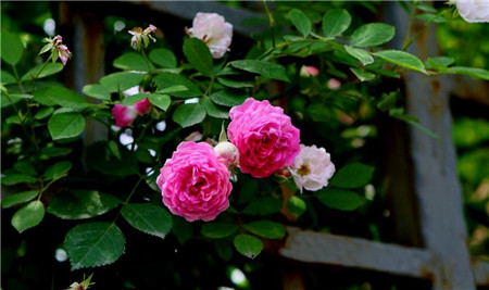 家中薔薇