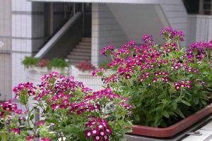 美女櫻有毒嗎？可以放在室內(nèi)養(yǎng)護(hù)嗎？