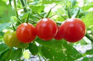 西紅柿竟然還能治?。刻衿媪?！