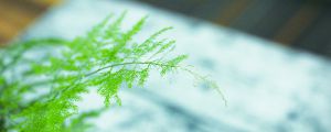家里放什么植物最旺財(cái)，帶來美好的寓意（8種植物）