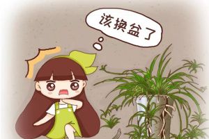 這4種花最“敗家”，一年能吃5斤土，胖的都要養(yǎng)不起了！