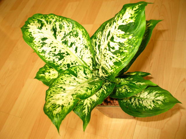 花葉萬(wàn)年青