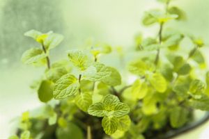 聽說(shuō)這些植物可以“去除”房間里的異味，快試試吧！