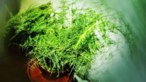 給文竹喂片“藥”，新芽蹭蹭長，60天毛茸茸葉片長滿盆！