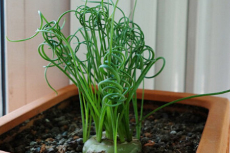 室內盆栽彈簧草
