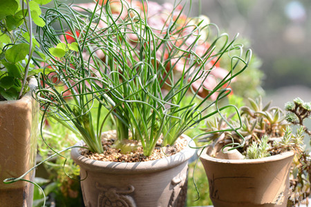 室內盆栽彈簧草