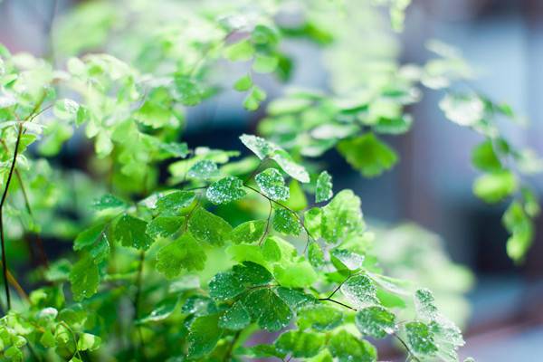霧霾天氣，你家里養(yǎng)吸毒植物了嗎？