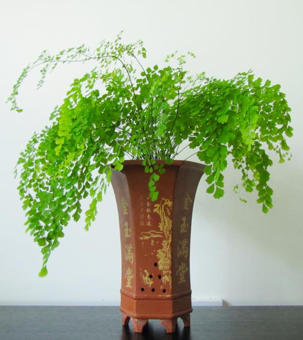 鐵線蕨簡(jiǎn)約多變，搭配家具極佳