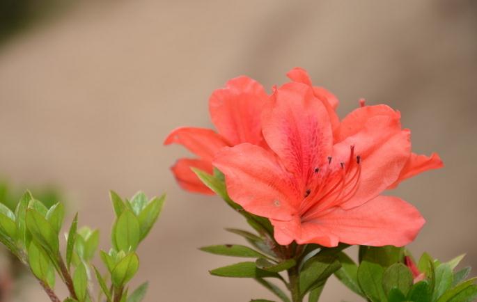 有孕婦家中能養(yǎng)杜鵑花嗎？